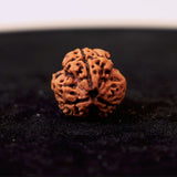 Original 3 Mukhi Nepali Rudraksha