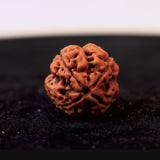 Original 4 Mukhi Nepali Rudraksha
